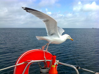Faune et Flore marine !