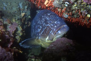 Faune et Flore marine !