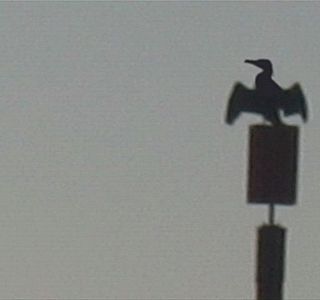 Oiseau(x) des mers et des océans