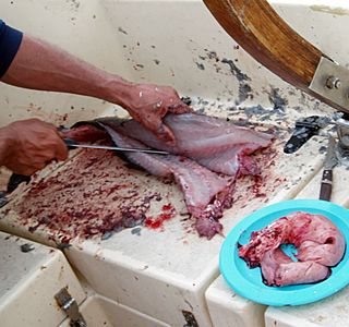 Prises de pêche