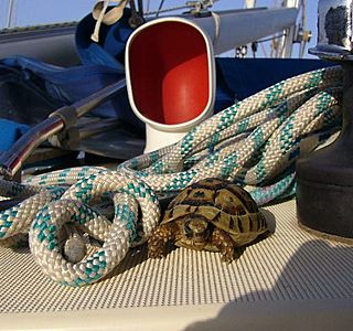 Animaux à bord ! ! !