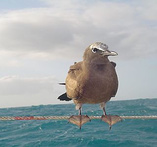 Animaux à bord ! ! !