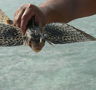 Rencontre sous l'eau. (animaux, photo personnelles non issue du net ou d'un magasine) 