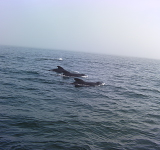 Le meilleur ami du marin...