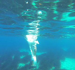 Sous l'eau...