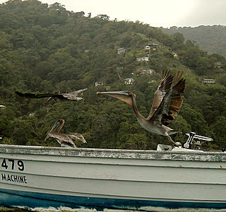 Bateaux de pêche