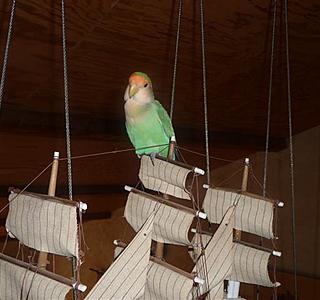 Oiseaux de mer : Mouettes, goélands, fous de Bassan, Albatros, etc...