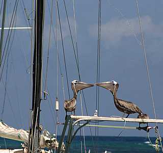 Oiseaux de mer : Mouettes, goélands, fous de Bassan, Albatros, etc...