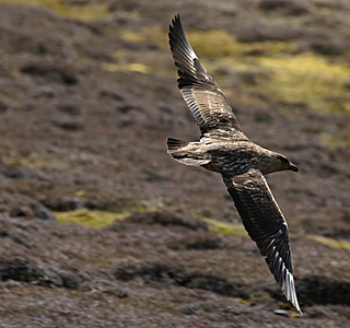 Oiseaux de mer : Mouettes, goélands, fous de Bassan, Albatros, etc...