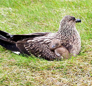 Oiseaux de mer : Mouettes, goélands, fous de Bassan, Albatros, etc...