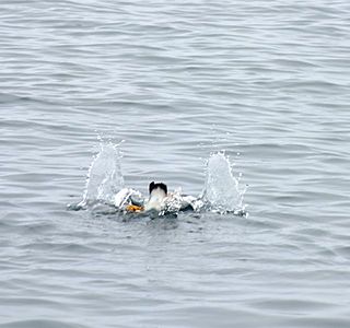 Oiseaux de mer : Mouettes, goélands, fous de Bassan, Albatros, etc...
