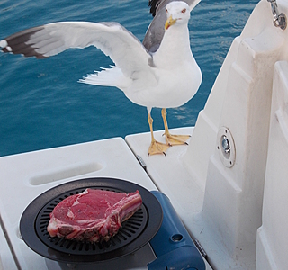 Oiseaux de mer : Mouettes, goélands, fous de Bassan, Albatros, etc...