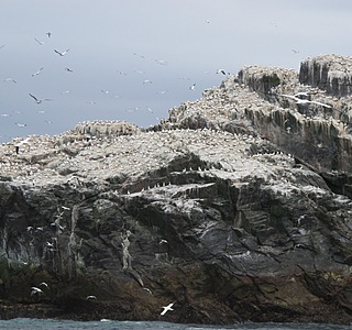 Oiseaux de mer : Mouettes, goélands, fous de Bassan, Albatros, etc...