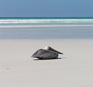 Oiseaux de mer : Mouettes, goélands, fous de Bassan, Albatros, etc...