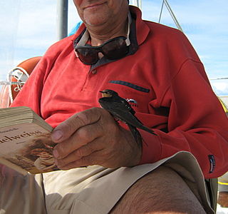 Oiseaux de mer : Mouettes, goélands, fous de Bassan, Albatros, etc...