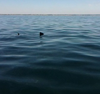 La pétole ! Du temps pour les photos...