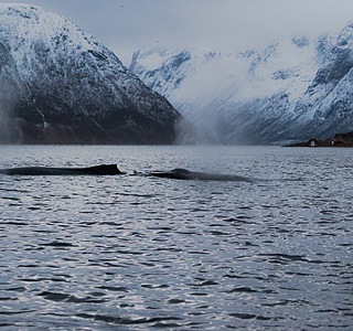 Banquises, icebergs et neiges d'ici ou d'ailleurs