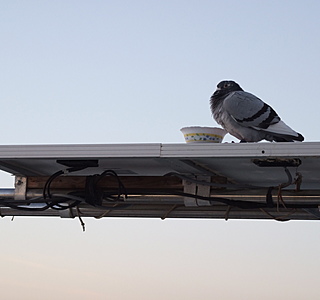 Les animaux de compagnie à bord