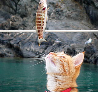 Les animaux de compagnie à bord