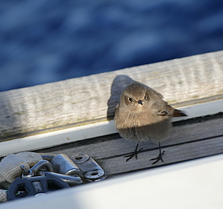 Les animaux de compagnie à bord
