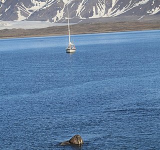Faune marine croisée en navigation