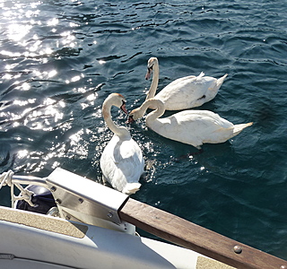 Faune marine croisée en navigation