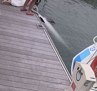 Faune marine croisée en navigation