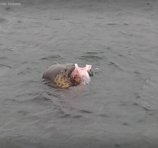 Faune marine croisée en navigation
