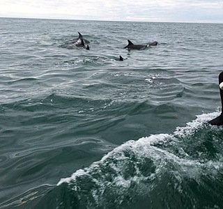 Faune marine croisée en navigation