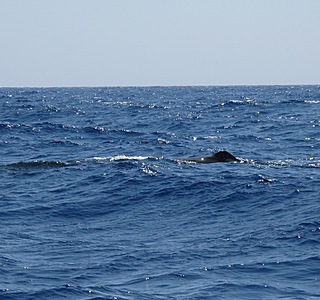 Faune marine croisée en navigation