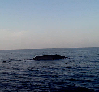Faune marine croisée en navigation