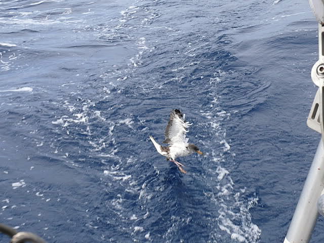 Dorade - Loup & Barracuda Dans 2m d'eau - Chasse sous marine 2020 
