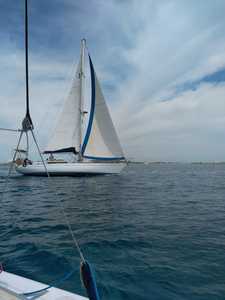 Rorqual P 44