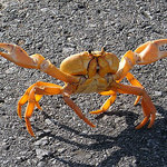 Le Crabe